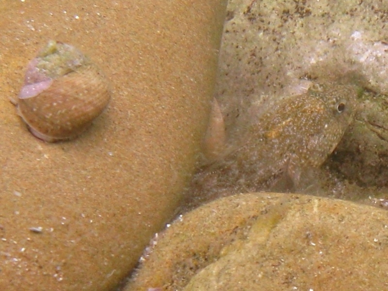 Gobius cobitis